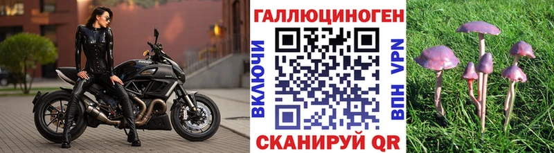 Псилоцибиновые грибы Psilocybe цены Гурьевск